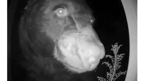 عجیب ترین مزاحم یک خانواده ! / زنگ خانه را می زند و فرار می کند ! + عکس ها