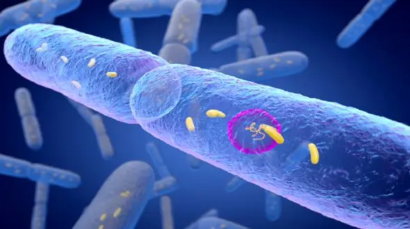 نقش باکتری‌ های روده در برابر دیابت 