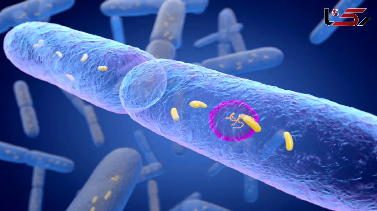 نقش باکتری‌ های روده در برابر دیابت 