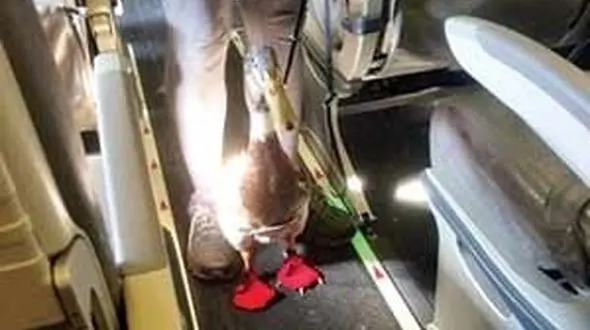  این مرغابی عصای دست مردی پس از تصادف رانندگی شده +عکس 