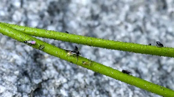 کشف گیاه جدید گوشت‌ خوار در آمریکای شمالی + عکس