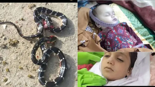 عکس های تلخ از مرگ 2 کودک در سرباز /  مار سمی آن دو را به خواب ابدی برد