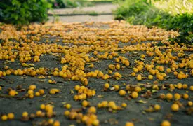فرش آلوچه در دل کوهستان‌ های کاشان؛ جشن رنگ و طعم در روستای جوینان + فیلم