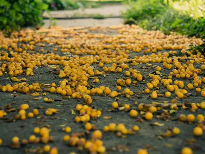 فرش آلوچه در دل کوهستان‌ های کاشان؛ جشن رنگ و طعم در روستای جوینان + فیلم