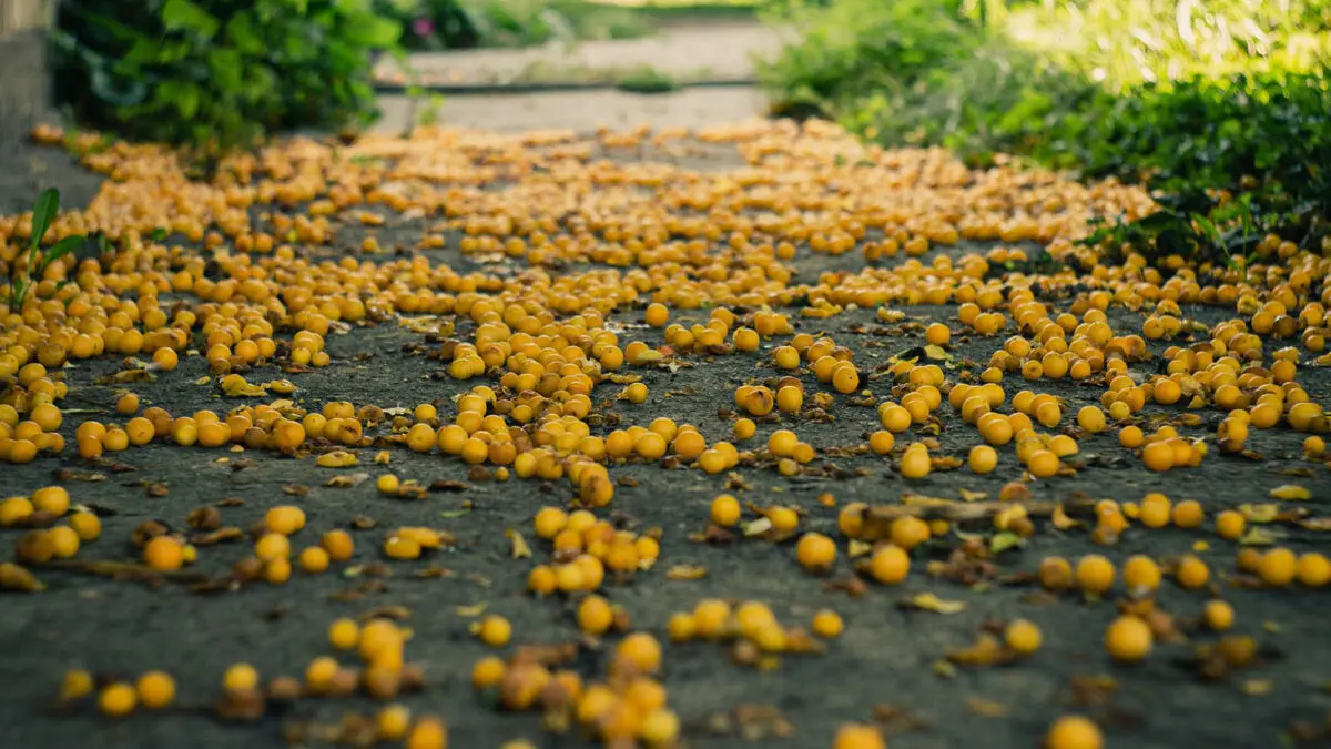 فرش آلوچه در دل کوهستان‌ های کاشان؛ جشن رنگ و طعم در روستای جوینان