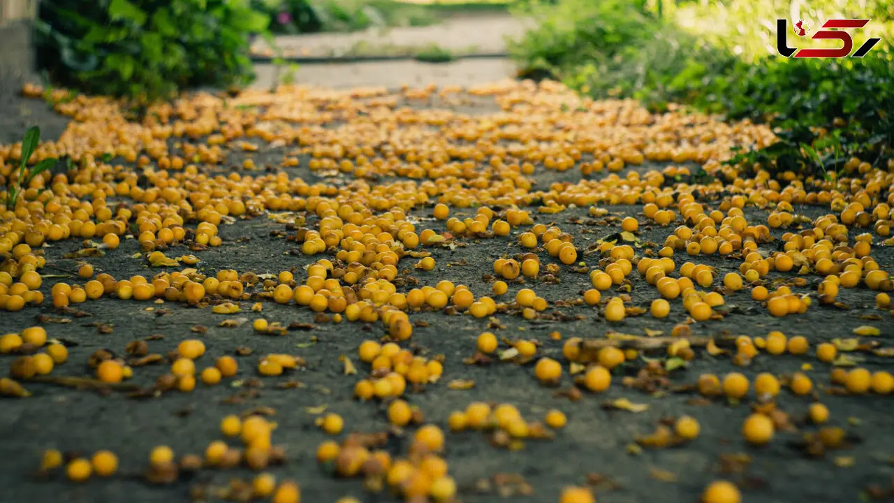 فرش آلوچه در دل کوهستان‌ های کاشان؛ جشن رنگ و طعم در روستای جوینان + فیلم