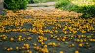 فرش آلوچه در دل کوهستان‌ های کاشان؛ جشن رنگ و طعم در روستای جوینان + فیلم