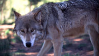 حمله خونین گرگ های گرسنه به کوهرنگ / مردم ترسیدند + عکس