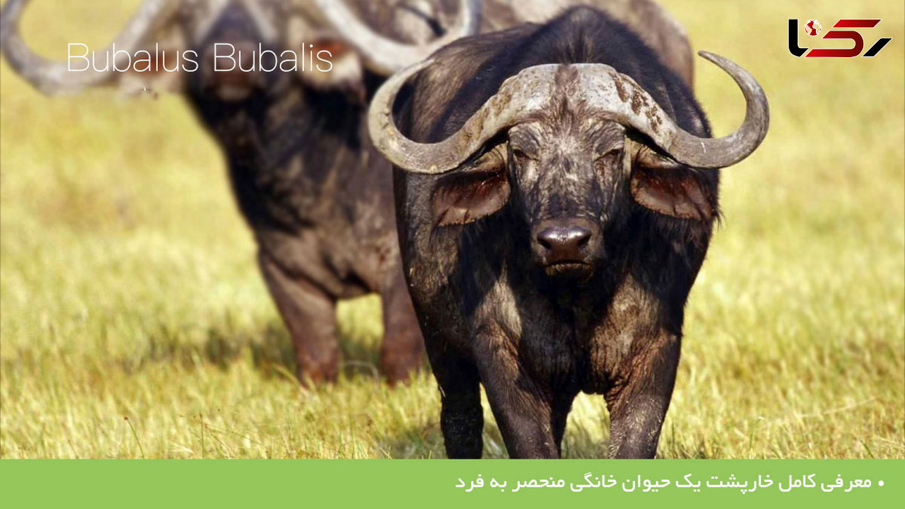 گاومیش آبی و نژاد خوزستان را بشناسید+تصاویر