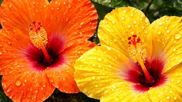 تفسیر فال حافظ امروز 7 اردیبهشت 1405