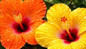 تفسیر فال حافظ امروز 7 اردیبهشت 1405