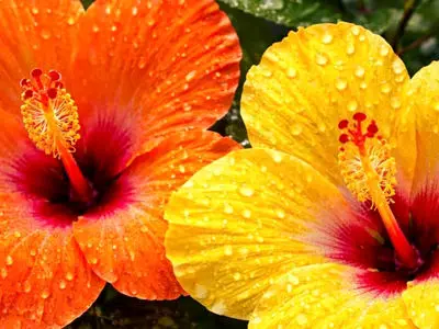 تفسیر فال حافظ امروز 7 اردیبهشت 1405