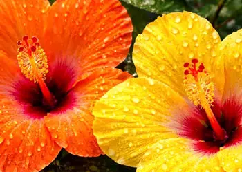 تفسیر فال حافظ امروز 7 اردیبهشت 1405