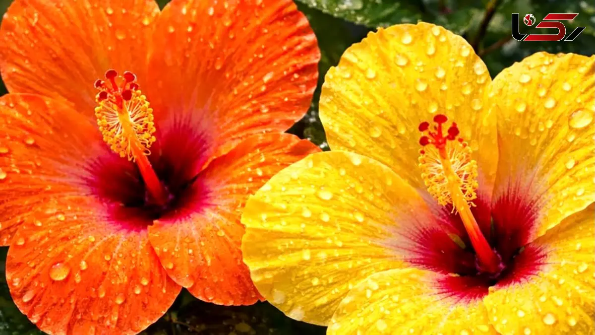 تفسیر فال حافظ امروز 7 اردیبهشت 1405