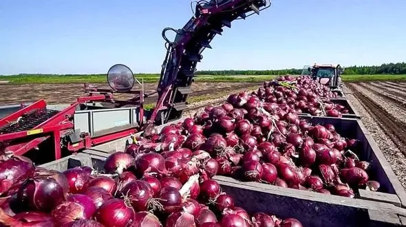 ببینید/ عملیات برداشت پیاز + فیلم