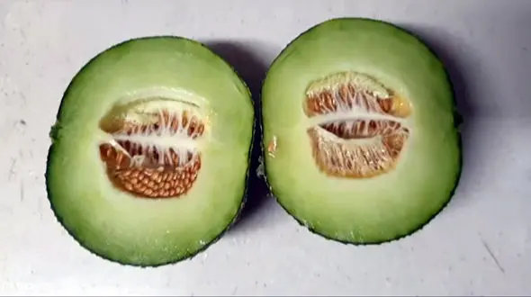 طالبی را با کاشت دانه اش تکثیر کنید + فیلم