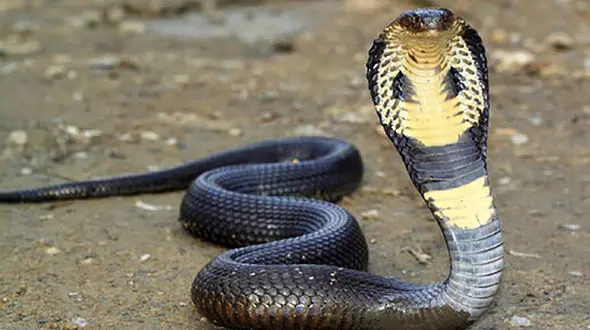 ببینید /  لحظه شگفت‌انگیز آب خوردن مار کبری از نمای نزدیک !