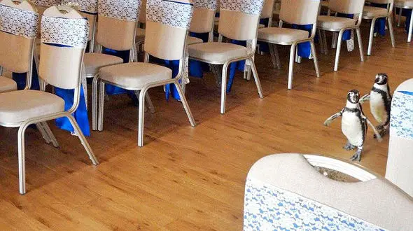 2 پنگوئن های ساقدوش عروس و داماد شدند+عکس