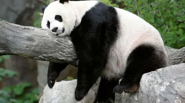 از مجازات شدن کفتار توسط شیر ها تا پاندا ها یکی از دوست داشتی ترین حیوانات