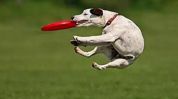 سگ آزاری این مرد خودش را سوژه کرد + فیلم