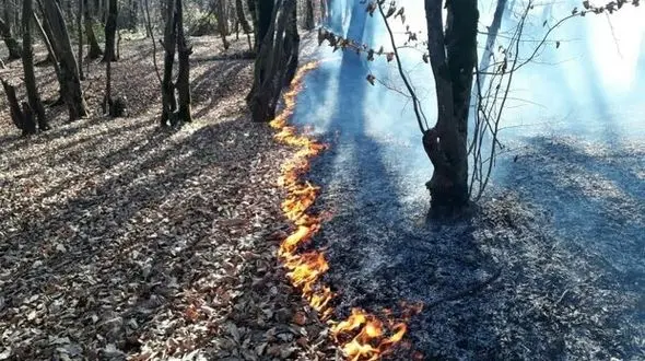 پشت پرده آتش‌سوزی در جنگل‌ النگدره گلستان / جنگل‌ها را عمدی آتش می‌زنند! + فیلم