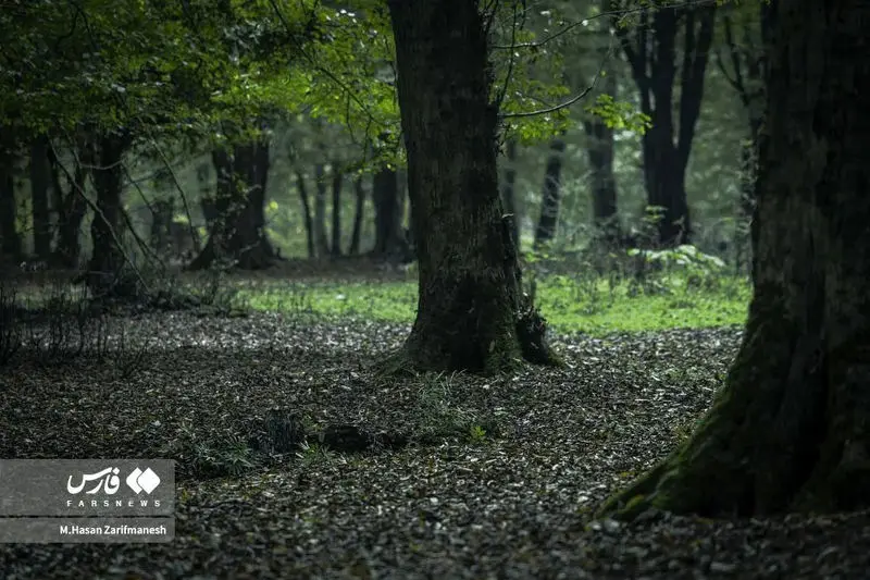 تمرین و آموزش های تخصصی رزم در جنگل توسط بسیجیان یگان ویژه فاتحین تهران بزرگ در جنگل‌های شمال کشور