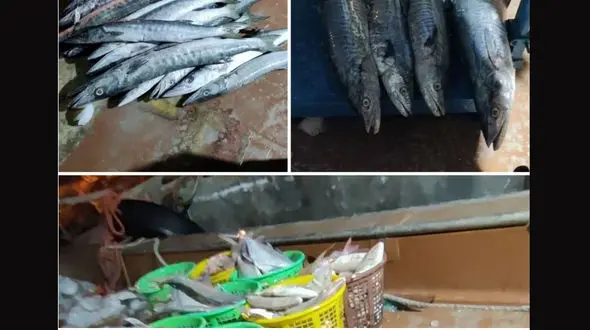 توقیف شناور صیادی با ۳.۳ تن صید غیرمجاز در بندر بوشهر 