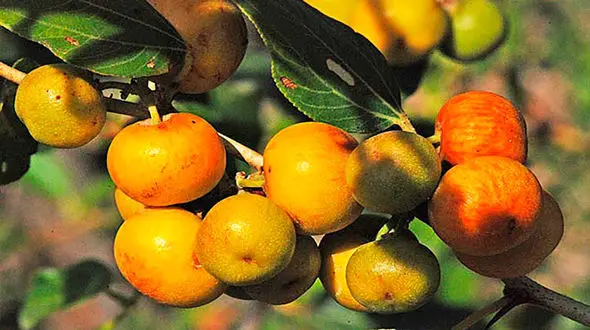 درمان یبوست با میوه درخت سدر