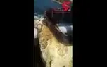 این لاک پشت سال ها داخل سطل پلاستیکی گیر کرده بود + فیلم جالب