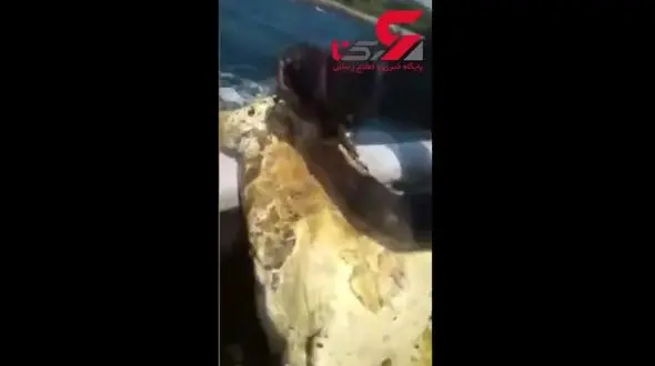 این لاک پشت سال ها داخل سطل پلاستیکی گیر کرده بود + فیلم جالب