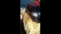 این لاک پشت سال ها داخل سطل پلاستیکی گیر کرده بود + فیلم جالب