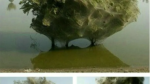 حرکت عجیب عنکبوت ها برای نجات از سیل/این عنکبوت ها درختان را تاربندی کردند+تصاویر