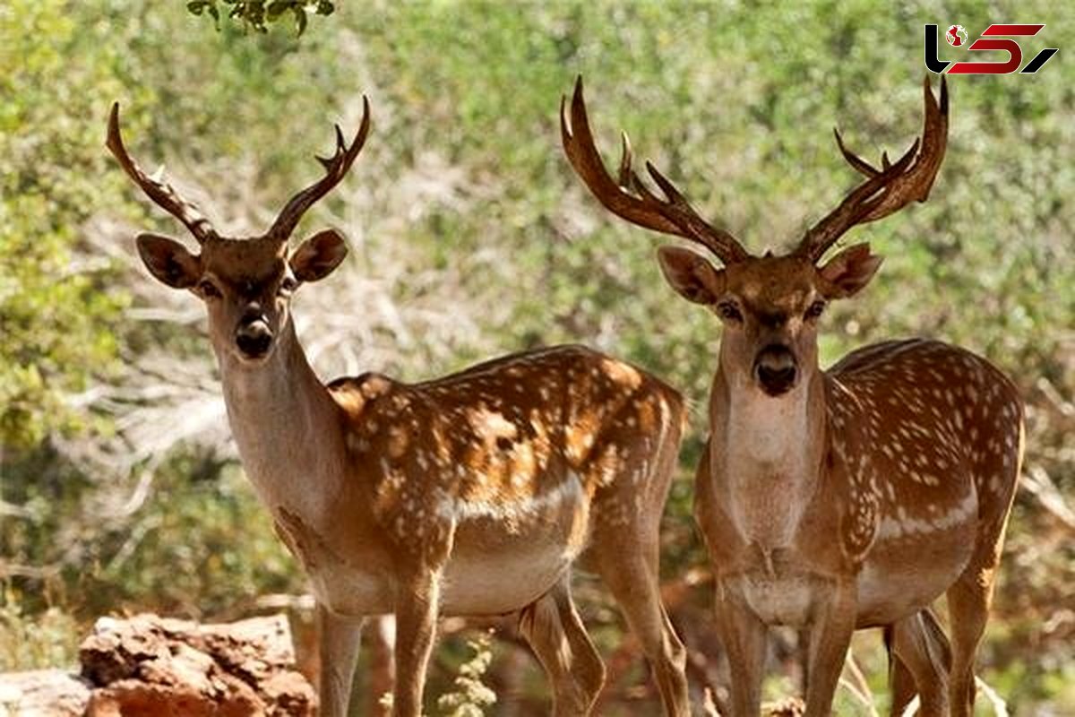 جریمه میلیونی برای گوزن آزاران در دزفول