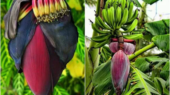 فیلم/ تا به حال گل موز دیده بودید؟ 