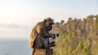 میمون های جزیره بالی از گردشگران باجگیری می کنند + عکس