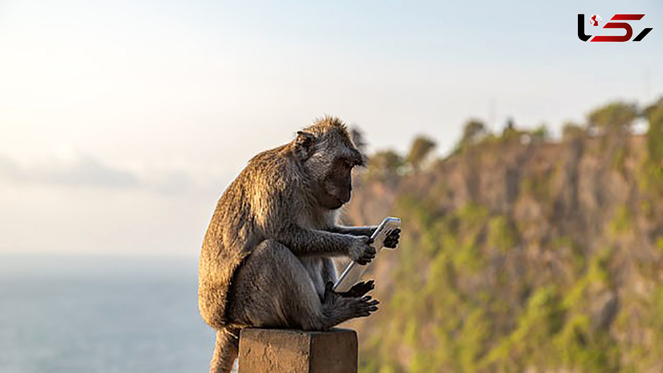میمون های جزیره بالی از گردشگران باجگیری می کنند + عکس