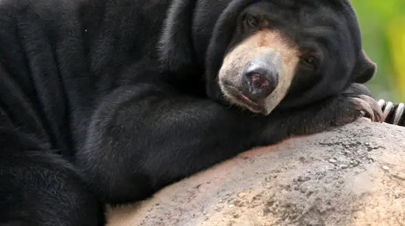 از شکارچی بی‌رقیب تا ببرِ آب‌ها