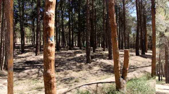 4700 درخت پارک چیتگر آفت دارند و باید هرچه سریعتر قطع شوند + فیلم