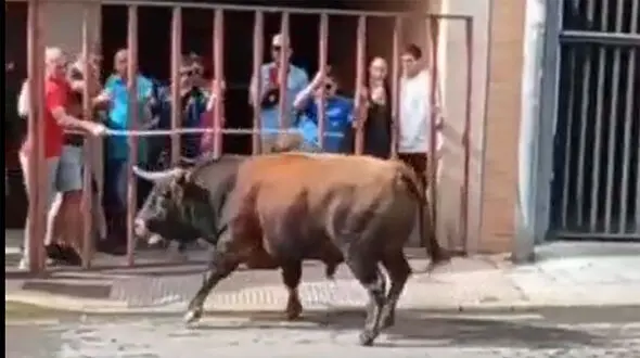 ببینید / انتقام تلخ یک گاو وحشی از مرد حیوان‌آزار! + فیلم