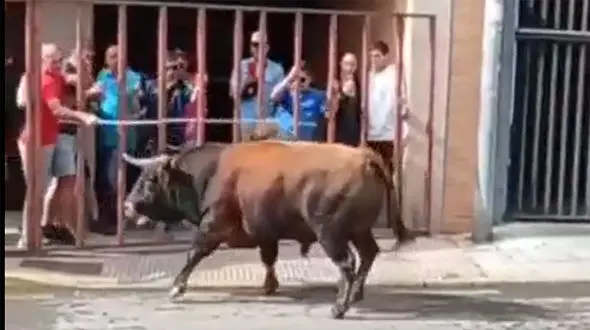 ببینید / انتقام تلخ یک گاو وحشی از مرد حیوان‌آزار! + فیلم