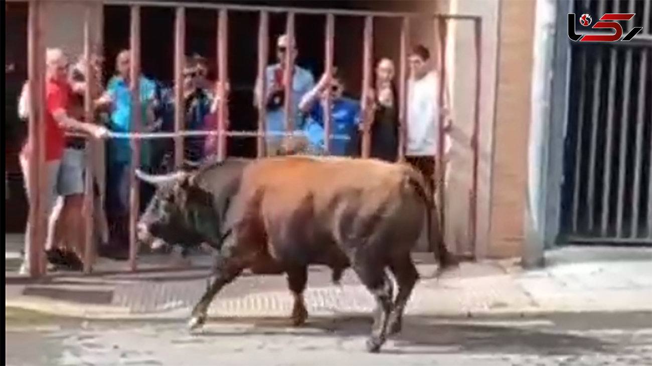 ببینید / انتقام تلخ یک گاو وحشی از مرد حیوان‌آزار! + فیلم