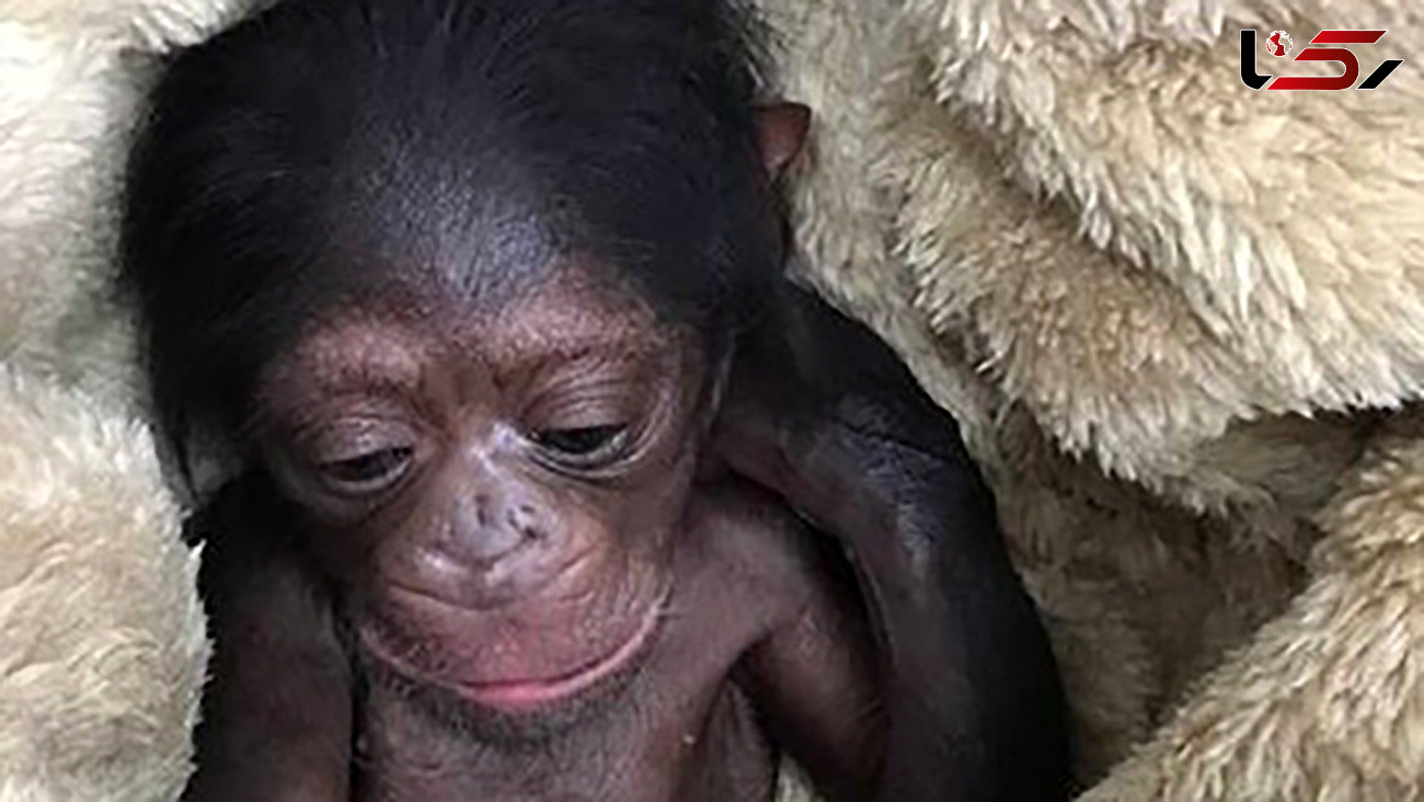جزئیات دادگاه شامپانزه 3 ساله مشخص شد