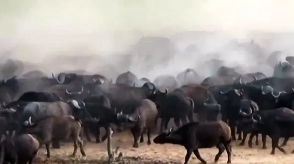 شکار شدن شیر این بار توسط  گاومیش ها + فیلم جسد