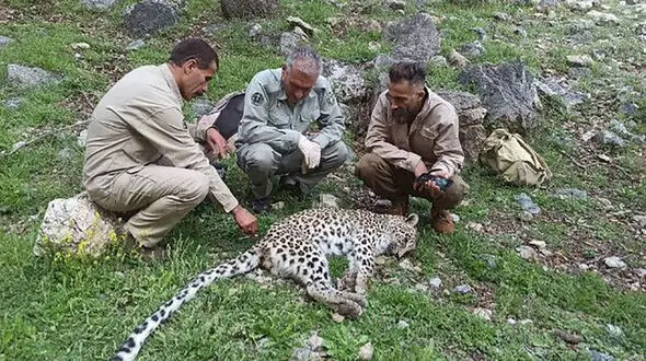 علت مرگ پلنگ در کوه دیل گچساران هاری اعلام شد !
