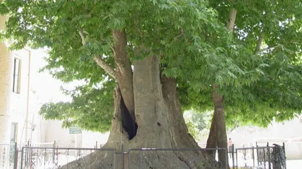 قاتل درختان در کرمانشاه دستگیر شد