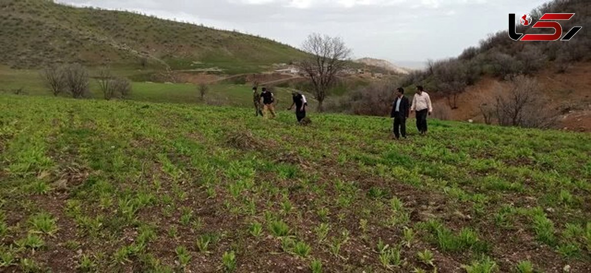 امحاء ۶ هکتار از زمین‌های کشت شده گیاهان غیرمجاز در دلفان