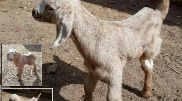 تولد بزغاله عجیب در میبد + عکس های باورنکردنی