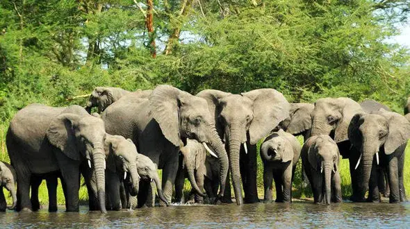 کروکودیل به گله فیل ها حمله کرد + فیلم