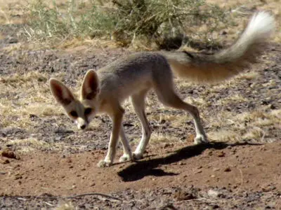 ورود روباه‌ها به تهران  + فیلم