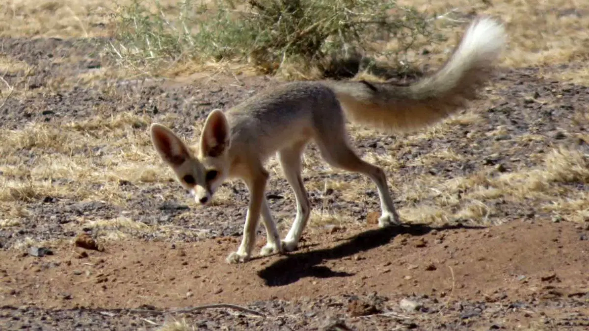 ورود روباه‌ها به تهران